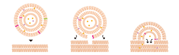 FORMULATION image02